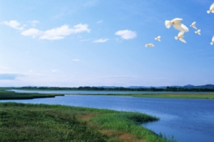 夏季河流草地小鸟