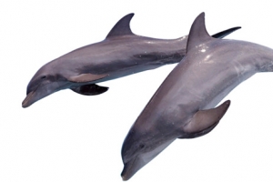 欢快跳跃的海豚图