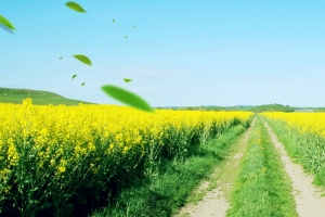 油菜花大气树叶渐变蓝色banner