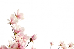 樱花树枝