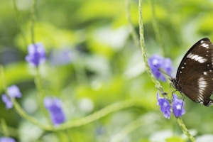 蝴蝶 昆虫 翅膀 植物 宏 模糊 4k壁纸 3840x2160