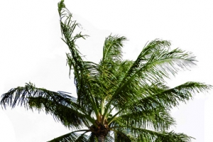 创意合成摄影绿色的椰子树度假区