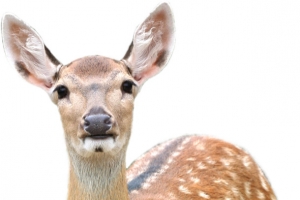 卡通长颈鹿梅花鹿效果