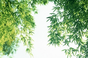 阳光蓝天竹林竹叶