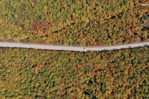 森林 树木 道路 汽车 秋天 鸟瞰 4k壁纸 3840x2160
