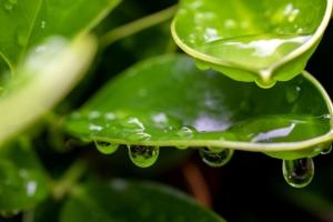 植物 叶 滴 湿 宏观 4k壁纸 3840x2160