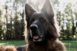 德国牧羊犬 狗 舌头突出 宠物 动物 4k壁纸 3840x2160