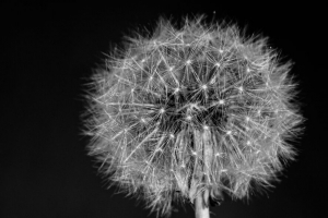蒲公英 花 绒毛 宏观 黑白 4k壁纸 3840x2160
