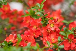昆斯 花 花瓣 红色 4k壁纸 3840x2160