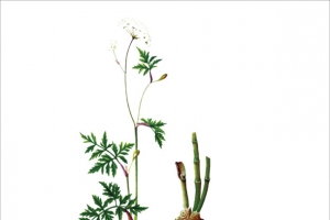 川芎