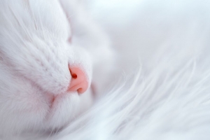 猫 白色 睡眠 脸 鼻子 4k壁纸 3840x2160