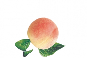 生鲜桃子