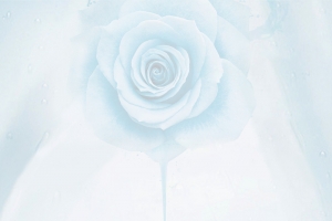 花朵H5背景