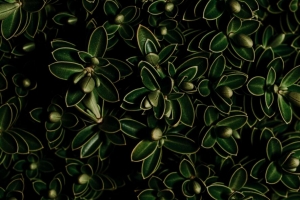 植物 叶子 绿色 深色 特写 4k壁纸 3840x2160