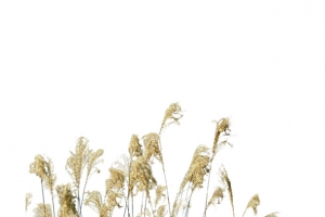 芦苇花