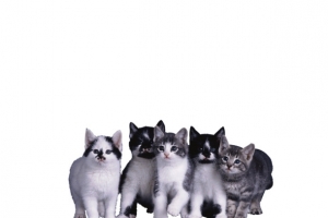 一群猫