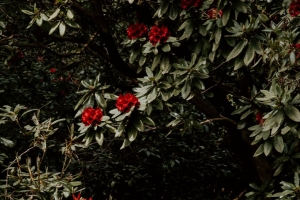 树 花 红色 植物 花园 4k壁纸 3840x2160