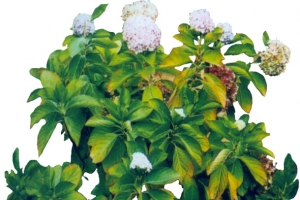 绿叶白花PNG免抠透明背景