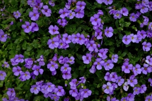 茄子 花 紫色 开花 4k壁纸 3840x2160