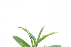 普洱茶叶海报素材