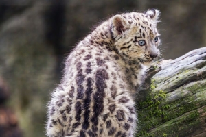 雪豹 小猫 捕食者 日志 苔藓 4k壁纸 3840x2160