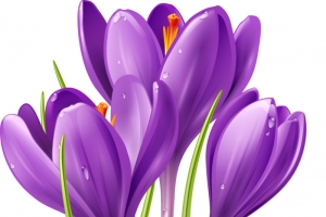 紫色精美花束丝带