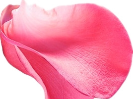 玫瑰花瓣