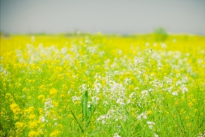 油菜花高清4k壁纸