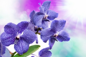 鸢尾 蓝色花朵鲜花4k图片