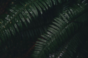 蕨类植物 树叶 绿色 植物 4k壁纸 3840x2160