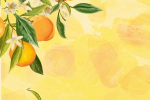脐橙手绘文艺小清新电商黄色banner
