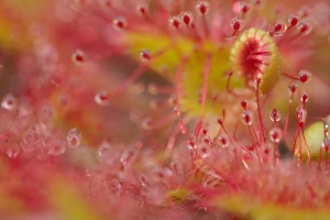  droceras 植物 滴 宏 模糊 4k壁纸 3840x2160