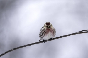 常见的redpoll 鸟 树枝 冬季 4k壁纸 3840x2160