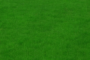 草