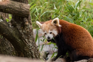 红熊猫 动物 树叶 毛茸茸的 4k壁纸 3840x2160