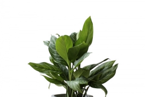 绿色植物盆栽装饰