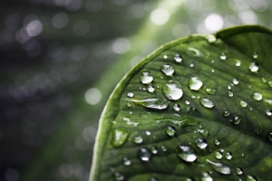 雨过后的叶子露珠