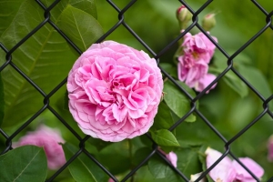 玫瑰 花瓣 花 叶子 格子 4k壁纸 3840x2160