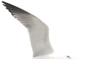 大鹏展翅翱翔天际高清PNG透明动物装饰设计素材免费下载