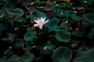 莲花 花 叶 湖 4k壁纸 3840x2160