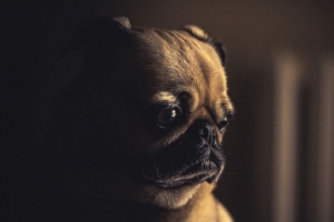  pug 狗 宠物 4k壁纸 3840x2160