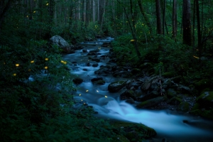 森林 小溪 萤火虫 风景4k壁纸
