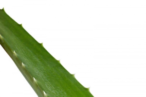 植物