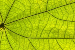 叶子 植物 背景 宏观 4k壁纸 3840x2160