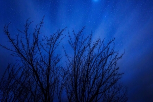 星空 树木 星星 夜晚 闪光 4k壁纸 3840x2160