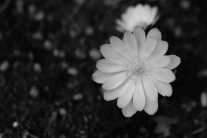 花 宏 黑白 开花 白色 4k壁纸 3840x2160