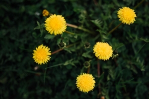 蒲公英 花 黄色 植物 春天 4k壁纸 3840x2160