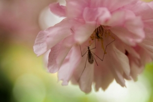 昆虫 花 粉红色 宏观 4k壁纸 3840x2160