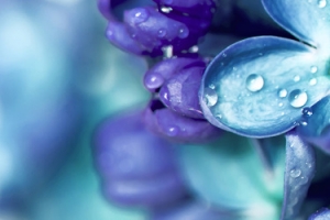 雨后蓝紫色花朵与水珠