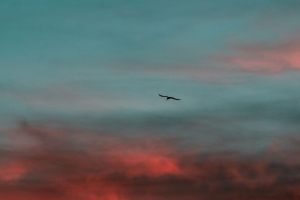 鸟 翅膀 日落 天空 4k壁纸 3840x2160